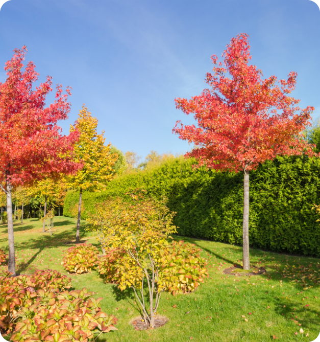 Arbres d'ornements