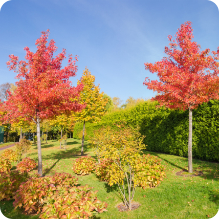 Arbres d'ornements