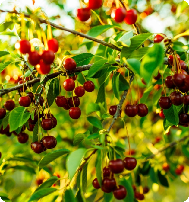 Fruitiers