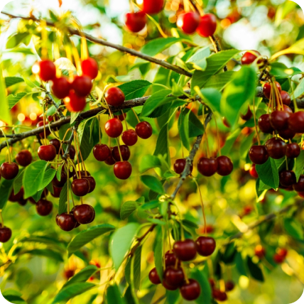 Fruitiers