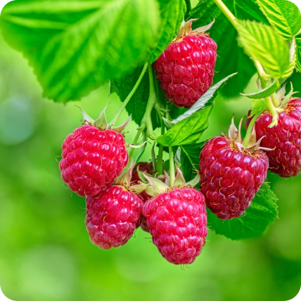 Petits fruits