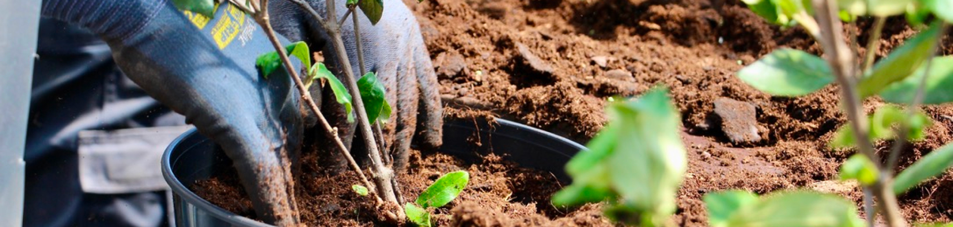Travail de plantation