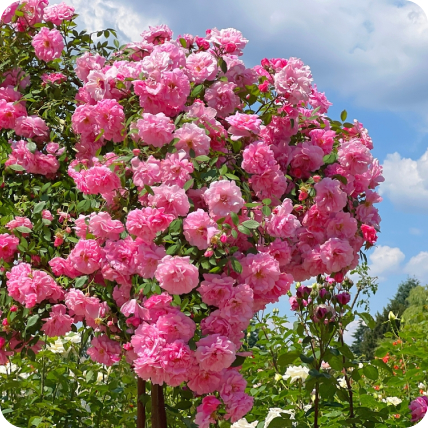 Rosiers